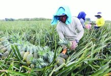 Philippines still the world’s No. 2 pineapple exporter The country’s pineapple shipments had expanded by around 14 percent to 775,028 metric tons in 2025. Shipments to China, the largest market for locally produced pineapple, climbed by 19 percent. File photo shows farmers harvesting pineapples in Manolo Fortich, Bukidnon. NIÑO JESUS ORBETA/PHILIPPINE DAILY INQUIRER PHOTO