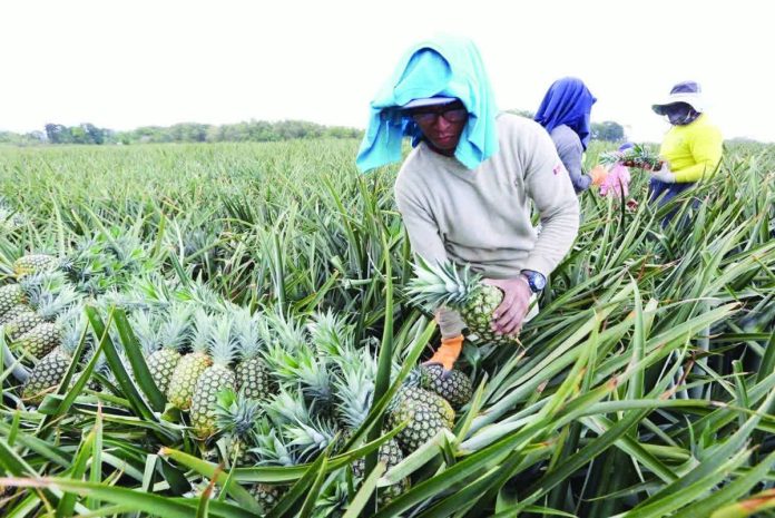The country’s pineapple shipments had expanded by around 14 percent to 775,028 metric tons in 2025. Shipments to China, the largest market for locally produced pineapple, climbed by 19 percent. File photo shows farmers harvesting pineapples in Manolo Fortich, Bukidnon. NIÑO JESUS ORBETA/PHILIPPINE DAILY INQUIRER PHOTO
