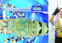 Spiny lobster, locally known as tiger lobster or banagan, has been recognized by the Southeast Asian Fisheries Development Center Aquaculture Department (SEAFDEC/AQD) for its potential to strengthen a high-value industry due to its high market demand and abundant seed resources in the country.