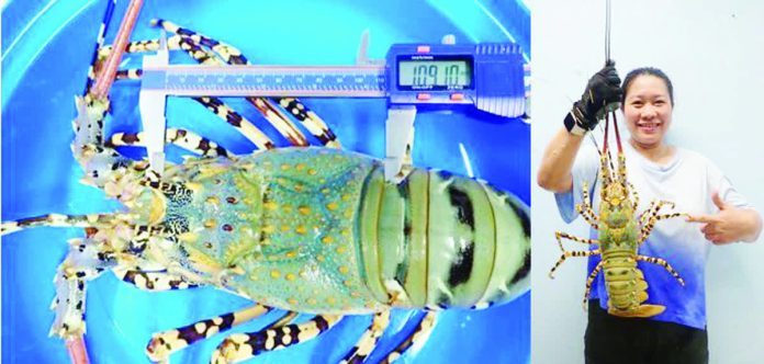seafdec.JPG_resized_compressed Spiny lobster, locally known as tiger lobster or banagan, has been recognized by the Southeast Asian Fisheries Development Center Aquaculture Department (SEAFDEC/AQD) for its potential to strengthen a high-value industry due to its high market demand and abundant seed resources in the country.