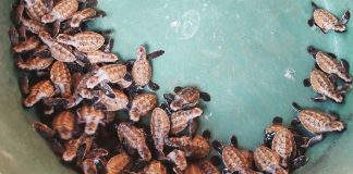Hawksbill sea turtle hatchlings were rescued and released by the Provincial Environment and Natural Resources Office (PENRO) of Guimaras during a wildlife conservation activity in Nueva Valencia. DENR-6 PHOTO