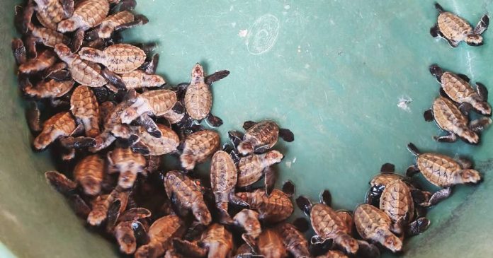 turtle Hawksbill sea turtle hatchlings were rescued and released by the Provincial Environment and Natural Resources Office (PENRO) of Guimaras during a wildlife conservation activity in Nueva Valencia. DENR-6 PHOTO