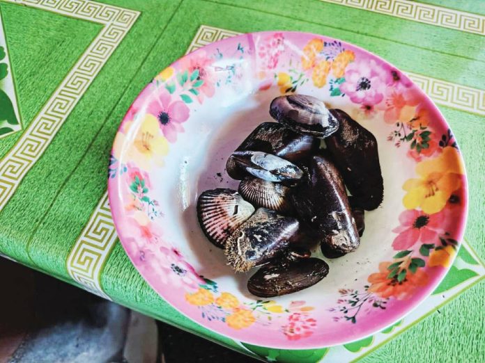 Bacolod seashells copy Seashells collected on March 19, were suspected to have caused the illness among six individuals in Barangay Singcang-Airport, Bacolod City. MAE SINGUAY/PN