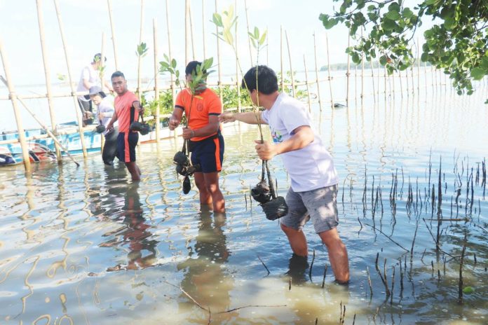 Residents, local officials, and volunteers planted mangrove seedlings along the shoreline of Barangay Quijo in President Roxas, Capiz on March 17, as part of a coastal rehabilitation drive led by the provincial government. CAPENRO PHOTO