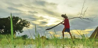 The Philippines has experienced several significant El Niño events in the past, with devastating consequences. These events have resulted in droughts, agricultural losses, water shortages, and disruptions to everyday life. It is crucial to understand the gravity of these impacts and learn from past experiences to prepare for future occurrences effectively. PHOTO FROM PHILRICE