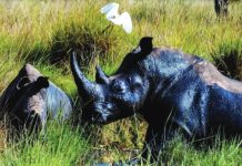 Rhinos are back in the wild in Uganda national park The northern white rhino was last seen in the wild in Uganda in 1983. PAUL HILTON / GLOBAL CONSERVATION