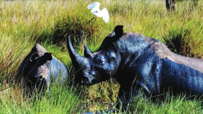 Uganda The northern white rhino was last seen in the wild in Uganda in 1983. PAUL HILTON / GLOBAL CONSERVATION