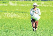 Dry-season crops pushed to shield WV farmers from drought losses A farmer spreads fertilizer granules as he walks through his rice field in Bambang town, Nueva Vizcaya province. KARLSTON LAPNITEN/FILE PHOTO/INQUIRER.NET