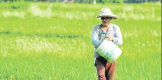 A farmer spreads fertilizer granules as he walks through his rice field in Bambang town, Nueva Vizcaya province. KARLSTON LAPNITEN/FILE PHOTO/INQUIRER.NET