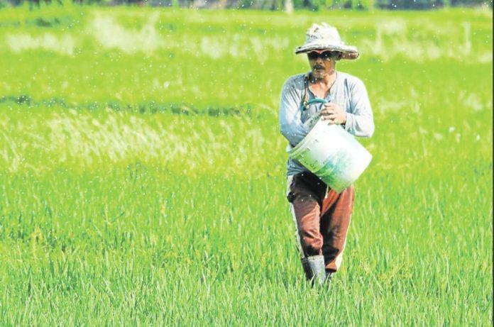 fertilizer price A farmer spreads fertilizer granules as he walks through his rice field in Bambang town, Nueva Vizcaya province. KARLSTON LAPNITEN/FILE PHOTO/INQUIRER.NET