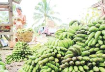 Iloilo dominates Western Visayas fruit production in 2025 Iloilo accounted for 69.5 percent of the 218,884 metric tons banana production in Western Visayas in 2025. DA FILE PHOTO