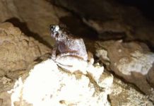 RARE SIGHT. The critically endangered Gigantes limestone frog (Platymantis insulatus) is photographed inside a limestone cave in the Gigantes Islands, Carles, Iloilo. Found nowhere else in the world, the species depends on the islands’ fragile limestone forests and cave ecosystems for survival, making habitat protection crucial to its conservation. MENRO-CARLES LGU PHOTO