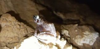 RARE SIGHT. The critically endangered Gigantes limestone frog (Platymantis insulatus) is photographed inside a limestone cave in the Gigantes Islands, Carles, Iloilo. Found nowhere else in the world, the species depends on the islands’ fragile limestone forests and cave ecosystems for survival, making habitat protection crucial to its conservation. MENRO-CARLES LGU PHOTO