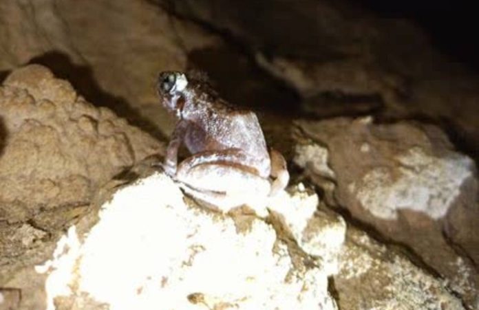 mai Gigantes frog3 RARE SIGHT. The critically endangered Gigantes limestone frog (Platymantis insulatus) is photographed inside a limestone cave in the Gigantes Islands, Carles, Iloilo. Found nowhere else in the world, the species depends on the islands’ fragile limestone forests and cave ecosystems for survival, making habitat protection crucial to its conservation. MENRO-CARLES LGU PHOTO