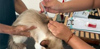 Photo courtesy of the Iloilo Office of the Provincial Veterinarian