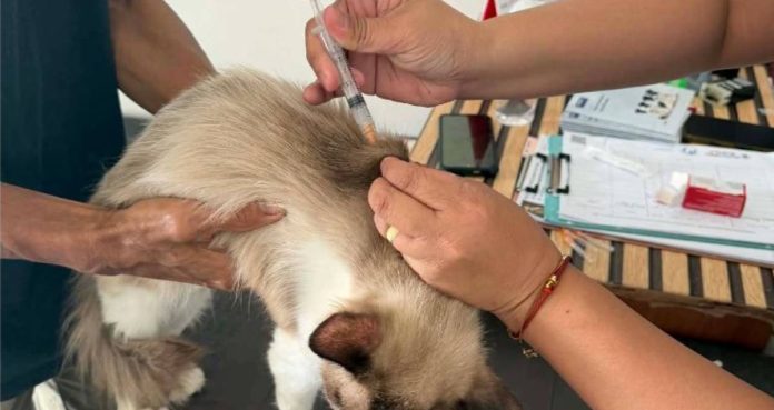 pet vaccination Photo courtesy of the Iloilo Office of the Provincial Veterinarian
