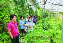 DOT vows to push rural development, farm tourism The Cosmic Farm in Benguet is one of the farm tourism sites in the country. “Farm tourism reminds us of something essential: the land must be cared for, the people who cultivate it must be valued, and progress must never come at the expense of either,” according to the Department of Tourism. PHOTO COURTESY OF COSMIC FARM.PH/FB PHOTO