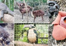 CAPTURE, SALE OF PANAY’S ‘BIG 5’ WILDLIFE BANNED: Iloilo enforces Wildlife Act to protect rare species Authorities are urging the public to report individuals involved in the illegal possession or sale of wildlife species, citing Republic Act No. 9147 (Wildlife Resources Conservation and Protection Act). Protection efforts focus on the "Panay Big 5" endangered species: Rafflesia speciosa, Panay monitor lizard, Walden’s hornbill, Visayan spotted deer, and Visayan warty pig.