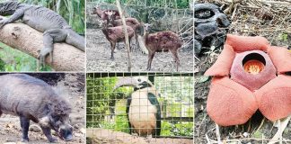 Authorities are urging the public to report individuals involved in the illegal possession or sale of wildlife species, citing Republic Act No. 9147 (Wildlife Resources Conservation and Protection Act). Protection efforts focus on the "Panay Big 5" endangered species: Rafflesia speciosa, Panay monitor lizard, Walden’s hornbill, Visayan spotted deer, and Visayan warty pig.