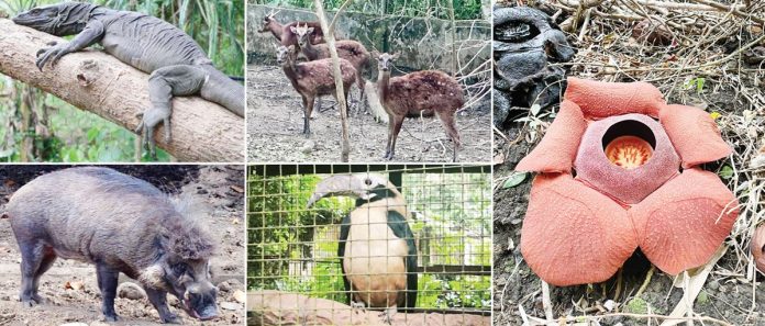 wv-flora-fauna Authorities are urging the public to report individuals involved in the illegal possession or sale of wildlife species, citing Republic Act No. 9147 (Wildlife Resources Conservation and Protection Act). Protection efforts focus on the "Panay Big 5" endangered species: Rafflesia speciosa, Panay monitor lizard, Walden’s hornbill, Visayan spotted deer, and Visayan warty pig.