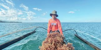 A seaweed farmer hauled freshly harvested seaweed aboard a small outrigger boat in Pandan, Antique. The Southeast Asian Fisheries Development Center–Aquaculture Department (SEAFDEC/AQD) has launched a grow-out project using tissue-cultured plantlets to address seedling shortages and improve the resilience of seaweed production in the province. SEAFDEC/AQD PHOTO
