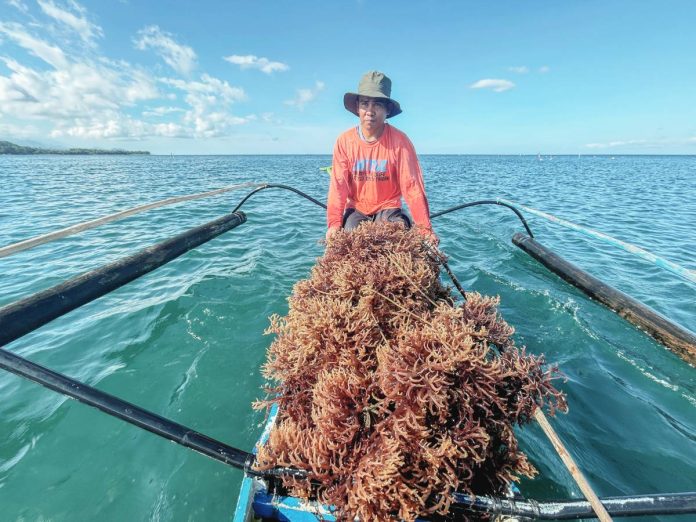 Antique seaweeds copy A seaweed farmer hauled freshly harvested seaweed aboard a small outrigger boat in Pandan, Antique. The Southeast Asian Fisheries Development Center–Aquaculture Department (SEAFDEC/AQD) has launched a grow-out project using tissue-cultured plantlets to address seedling shortages and improve the resilience of seaweed production in the province. SEAFDEC/AQD PHOTO