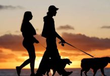 Brazil law allows separated couples joint custody over pets A couple walk two dogs in the sunset in Brazil. Currently, the country of 213 million people has about 160 million pets, according to the Instituto Pet Brasil. GETTY IMAGES