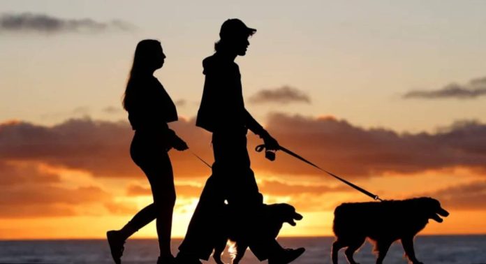 Brazil A couple walk two dogs in the sunset in Brazil. Currently, the country of 213 million people has about 160 million pets, according to the Instituto Pet Brasil. GETTY IMAGES