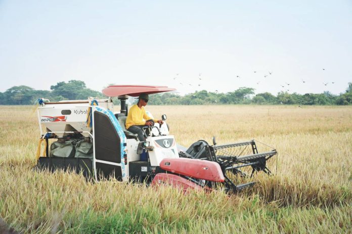 DA assures copy The projections of a 20 percent decline in palay production represent “worst-case scenarios,” particularly if no interventions are made. The Department of Agriculture says that with government action already underway, such outcomes are not inevitable. PHOTO BY JOSEPH HENRY ELAMPAYO, AFID