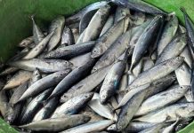 66 struck by fish poisoning in Iloilo; most recover, only 3 still hospitalized Photo courtesy of Discover Anini-y