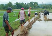 Agbato IA readies for double dry cropping A total of 149 farmer-members of the Agbato Calinog Irrigators Association Inc. in Calinog, Iloilo are now preparing for a third cropping. ELMA LIRA SAYSON/AGBATO CALINOG IA INC. PHOTOS