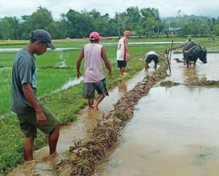 A total of 149 farmer-members of the Agbato Calinog Irrigators Association Inc. in Calinog, Iloilo are now preparing for a third cropping. ELMA LIRA SAYSON/AGBATO CALINOG IA INC. PHOTOS