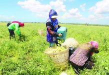 Danger-level heat index persists in Visayas; Iloilo, Negros record 40s temperature range Farmers harvest tomatoes under the scorching sun in a field in Barangay Tigum, Pavia, Iloilo. The Philippine Atmospheric, Geophysical and Astronomical Services Administration (PAGASA)-Iloilo recorded a dangerous heat index of 43 degrees Celsius as of 1 p.m. on Sunday, April 26, 2026. PAGASA urges the public, especially those working outdoors, to take extreme caution between 11 a.m. and 2 p.m. AJ PALCULLO/PN