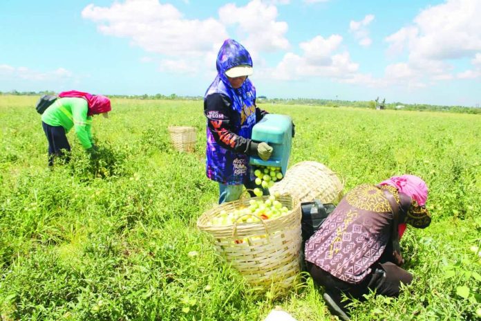 heat Farmers harvest tomatoes under the scorching sun in a field in Barangay Tigum, Pavia, Iloilo. The Philippine Atmospheric, Geophysical and Astronomical Services Administration (PAGASA)-Iloilo recorded a dangerous heat index of 43 degrees Celsius as of 1 p.m. on Sunday, April 26, 2026. PAGASA urges the public, especially those working outdoors, to take extreme caution between 11 a.m. and 2 p.m. AJ PALCULLO/PN