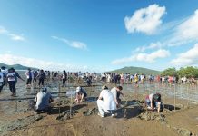 Iloilo provincial govāt pushes coastal defense with mangroves COASTAL CARE IN ACTION. Volunteers from various government agencies, local officials, and residents converge in Barangay San Fernando, Barotac Viejo, Iloilo to plant mangrove propagules as part of the provinceās Semana sang Iloilo and Earth Day observance, reinforcing coastal protection and community-driven environmental stewardship. PGENRO PHOTO