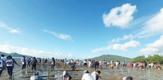 COASTAL CARE IN ACTION. Volunteers from various government agencies, local officials, and residents converge in Barangay San Fernando, Barotac Viejo, Iloilo to plant mangrove propagules as part of the province’s Semana sang Iloilo and Earth Day observance, reinforcing coastal protection and community-driven environmental stewardship. PGENRO PHOTO