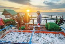 Fisherfolk receive over P1M in insurance payouts FRESH CATCH AT SUNRISE. Fishermen sort and haul in abundant local fish at a coastal fish port in Western Visayas, where supply remains strong and prices stable despite rising fuel costs. BFAR-6 PHOTO