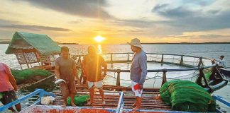 FRESH CATCH AT SUNRISE. Fishermen sort and haul in abundant local fish at a coastal fish port in Western Visayas, where supply remains strong and prices stable despite rising fuel costs. BFAR-6 PHOTO