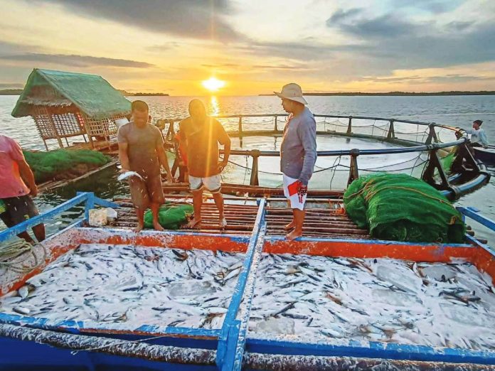 FRESH CATCH AT SUNRISE. Fishermen sort and haul in abundant local fish at a coastal fish port in Western Visayas, where supply remains strong and prices stable despite rising fuel costs. BFAR-6 PHOTO
