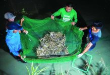 NIGHT HARVEST IN ACTION. Fisherfolk haul in a dense catch of giant freshwater prawns from a pond in Barangay Nanga, Pototan, Iloilo – a polyculture project that highlights strong yields under the integrated farming system. SEAFDEC/AQD