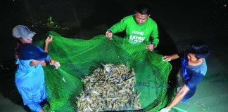 NIGHT HARVEST IN ACTION. Fisherfolk haul in a dense catch of giant freshwater prawns from a pond in Barangay Nanga, Pototan, Iloilo – a polyculture project that highlights strong yields under the integrated farming system. SEAFDEC/AQD