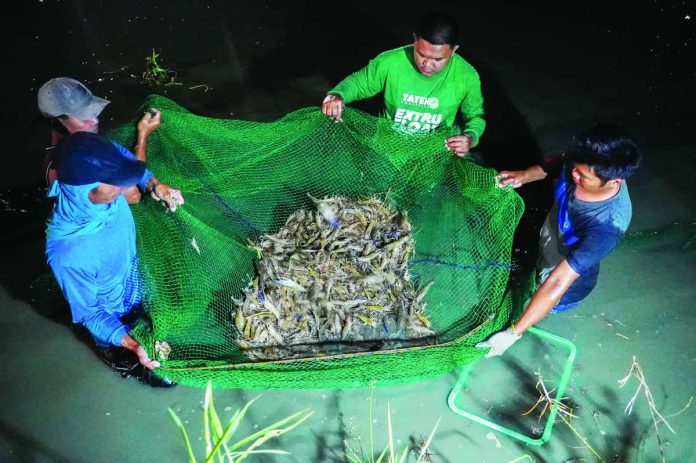 neljoy_tipalia_(1)_copy_compressed_resized NIGHT HARVEST IN ACTION. Fisherfolk haul in a dense catch of giant freshwater prawns from a pond in Barangay Nanga, Pototan, Iloilo – a polyculture project that highlights strong yields under the integrated farming system. SEAFDEC/AQD