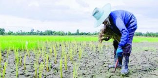 According to the Philippine Atmospheric, Geophysical and Astronomical Services Administration, there is a 92-percent probability of a moderate to strong El Niño occurring in the fourth quarter of 2026. This scenario could significantly reduce rainfall and strain water resources across key agricultural areas. PNA