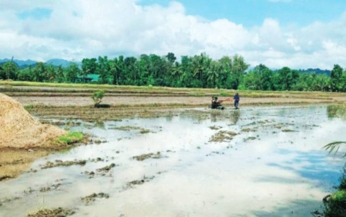 third cropping copy A farmer prepares his field for a third cropping cycle in Calinog, Iloilo, made possible by newly available irrigation from the Jalaur River Multipurpose Project Stage II. The development ensures more stable, year-round income for local rice growers. PHOTO COURTESY OF ELMIRA SAYSON / NIA-6