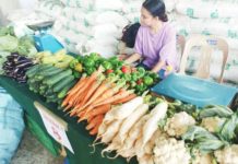 Alimodian steps up as region’s vegetable buffer FRESH FROM THE HIGHLANDS. A farmer from Alimodian’s “Seven Cities” showcases an abundant harvest of high-value vegetables during the town’s 9th Farmers’ Day celebration on March 26, 2026. Local agriculture officials expressed confidence that the municipality can deliver substantial volumes of produce to help meet Western Visayas’ growing demand. PNA
