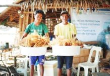 Seaweed farmers display basins of freshly harvested Kappaphycus alvarezii in Pandan, Antique. These crops were grown using tissue-cultured plantlets from the SEAFDEC/AQD Seaweed Laboratory to serve as high-quality seedlings for coastal communities. SEAFDEC/AQD PHOTO