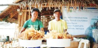 Seaweed farmers display basins of freshly harvested Kappaphycus alvarezii in Pandan, Antique. These crops were grown using tissue-cultured plantlets from the SEAFDEC/AQD Seaweed Laboratory to serve as high-quality seedlings for coastal communities. SEAFDEC/AQD PHOTO