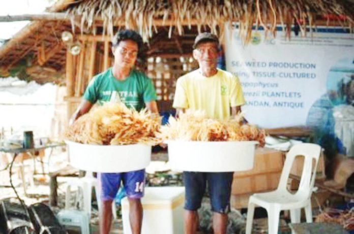 1 Seaweed farmers display basins of freshly harvested Kappaphycus alvarezii in Pandan, Antique. These crops were grown using tissue-cultured plantlets from the SEAFDEC/AQD Seaweed Laboratory to serve as high-quality seedlings for coastal communities. SEAFDEC/AQD PHOTO
