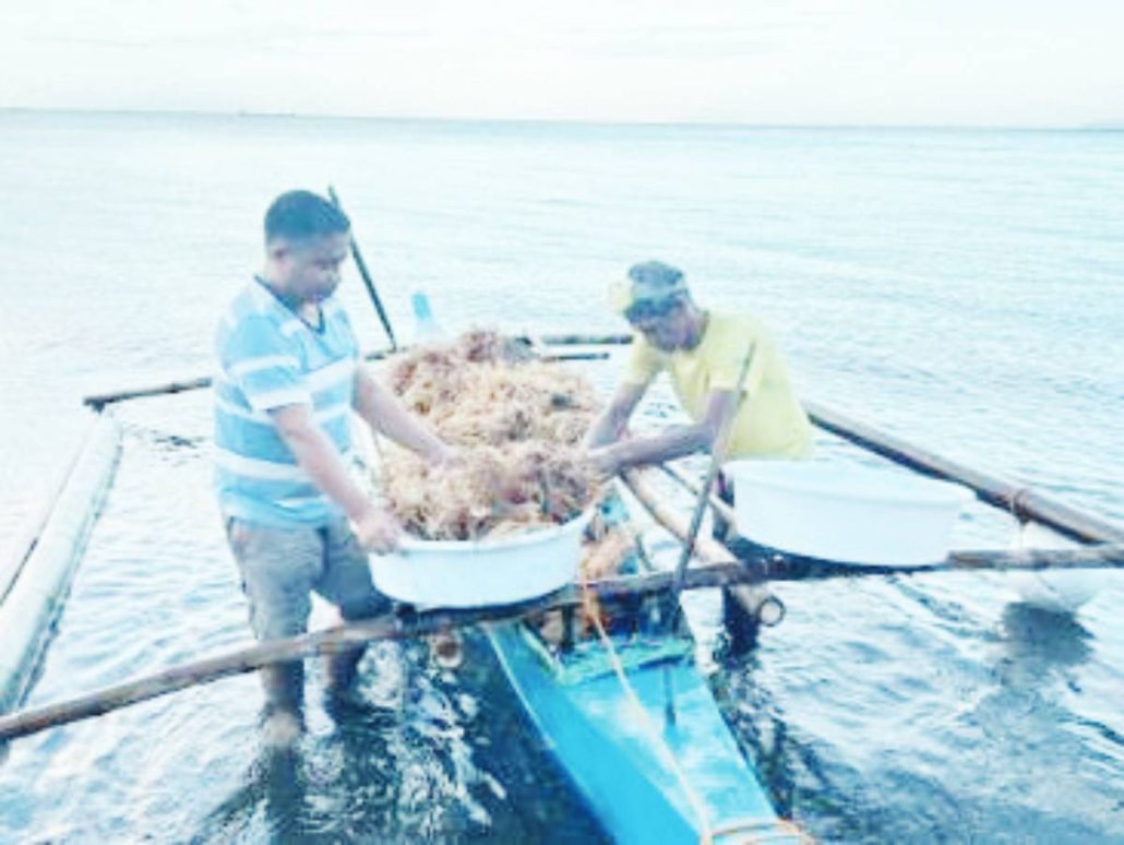 Seaweed growers handle freshly harvested Kappaphycus alvarezii on a traditional outrigger boat. SEAFDEC/AQD PHOTO