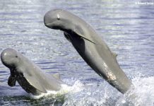 Iloilo creates task force to safeguard dolphins, curb fishing bycatch after US raises concerns Photo courtesy of Roland Seitre/WWF